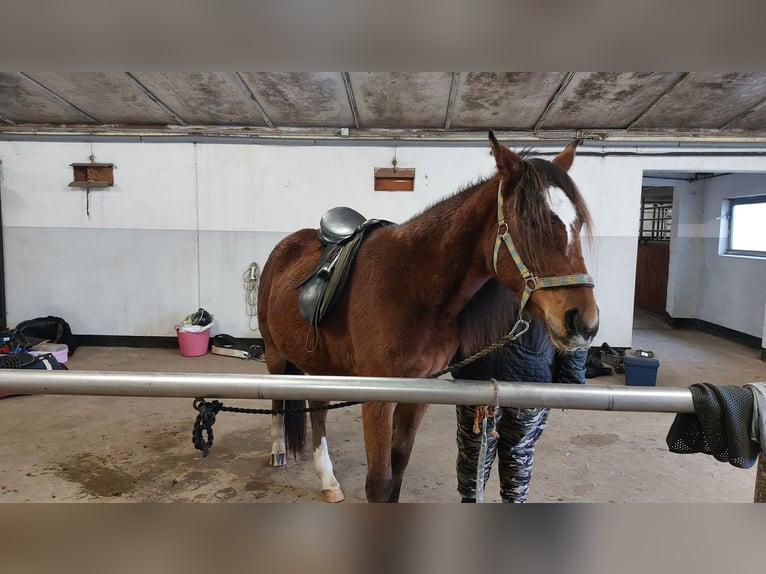 Trotón americano Caballo castrado 4 años 153 cm Castaño in Nørager