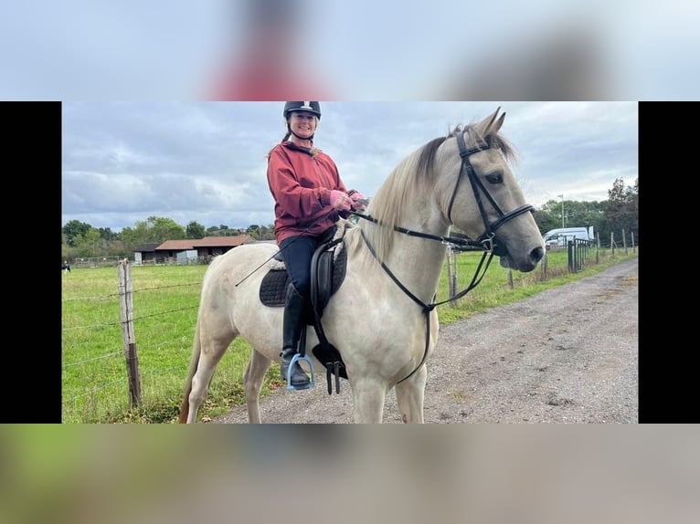 Trotón americano Mestizo Caballo castrado 8 años Tobiano-todas las-capas in Surrey