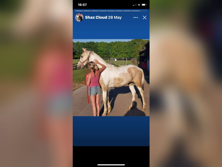 Trotón americano Mestizo Caballo castrado 9 años Tobiano-todas las-capas in Surrey