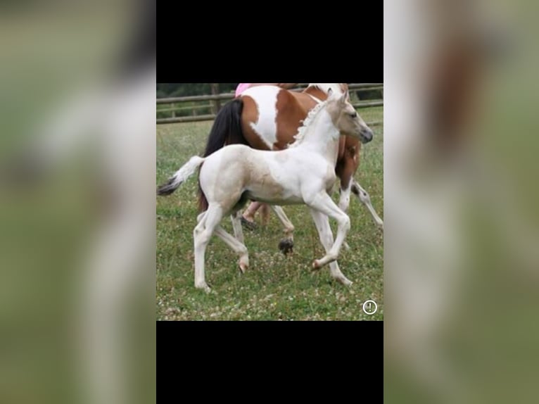Trotón americano Mestizo Caballo castrado 9 años Tobiano-todas las-capas in Surrey