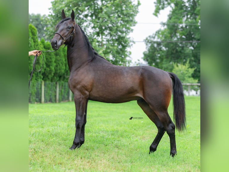 Trotón americano Semental 1 año 163 cm Castaño oscuro in Narvon Trotón americano Semental 1 año 163 cm Castaño oscuro in Narvon