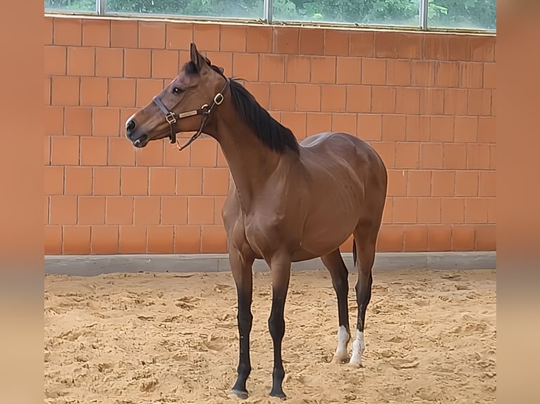 Trotón americano Yegua 15 años 160 cm Castaño in Lage