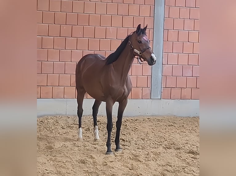 Trotón americano Yegua 15 años 160 cm Castaño in Lage