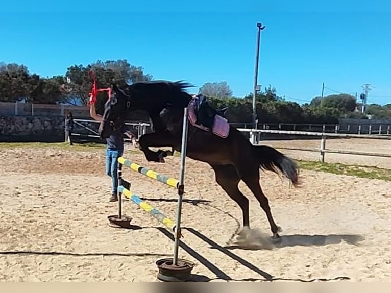 Trotón americano Yegua 4 años 156 cm Castaño in Ciutadella De Menorca