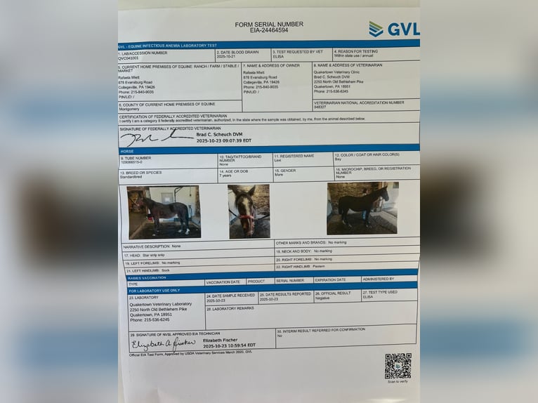 Trotón americano Yegua 8 años Castaño rojizo in Collegeville