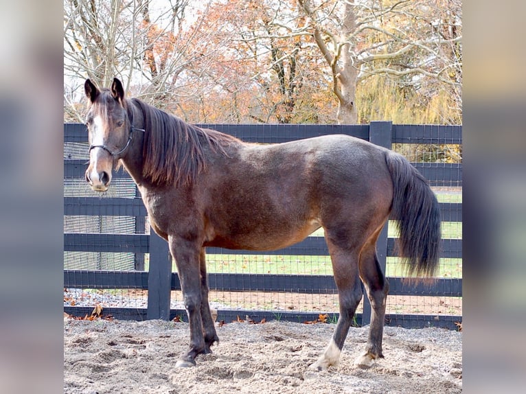 Trotón americano Yegua 8 años Castaño rojizo in Collegeville