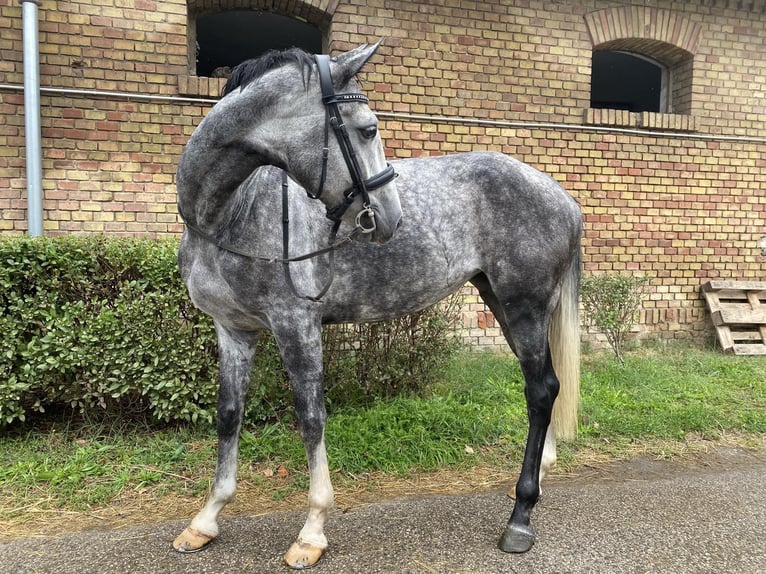 Trotón de Orlow Caballo castrado 5 años in Budapest