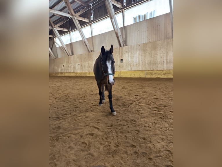 Trotón francés Caballo castrado 10 años 162 cm Castaño in Landsberg am Lech