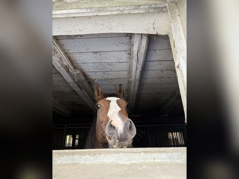 Trotón francés Caballo castrado 10 años 163 cm Castaño in Detmold