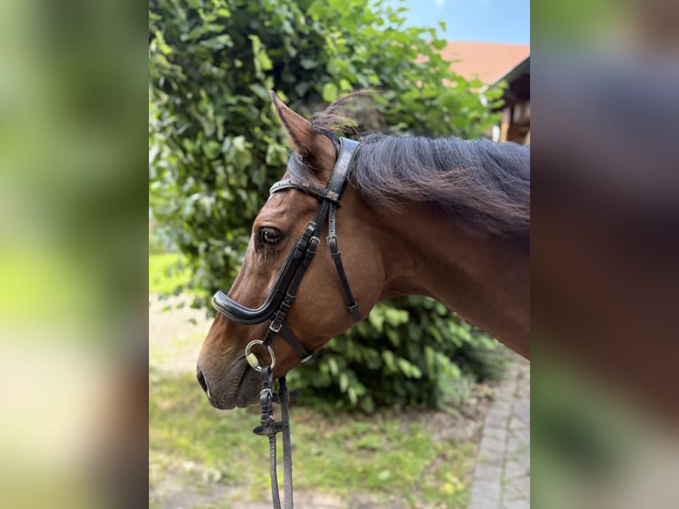 Trotón francés Caballo castrado 10 años 163 cm Castaño in Detmold