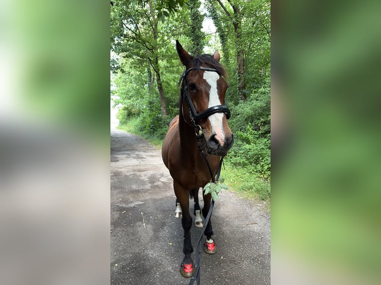 Trotón francés Caballo castrado 10 años 163 cm Castaño in Detmold