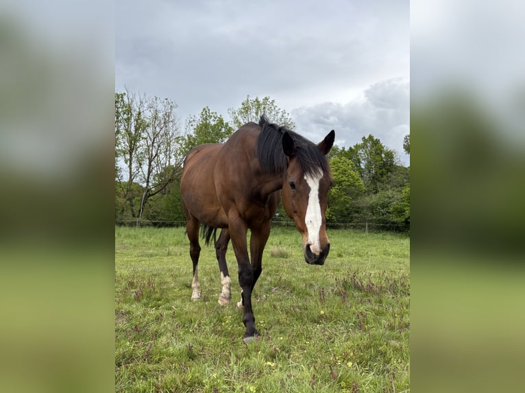 Trotón francés Caballo castrado 10 años 163 cm Castaño in Detmold