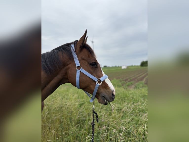 Trotón francés Caballo castrado 10 años 163 cm Castaño in Detmold