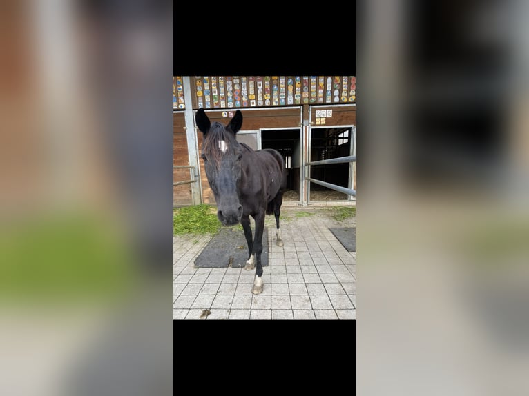 Trotón francés Caballo castrado 10 años 164 cm Morcillo in Oberstammheim