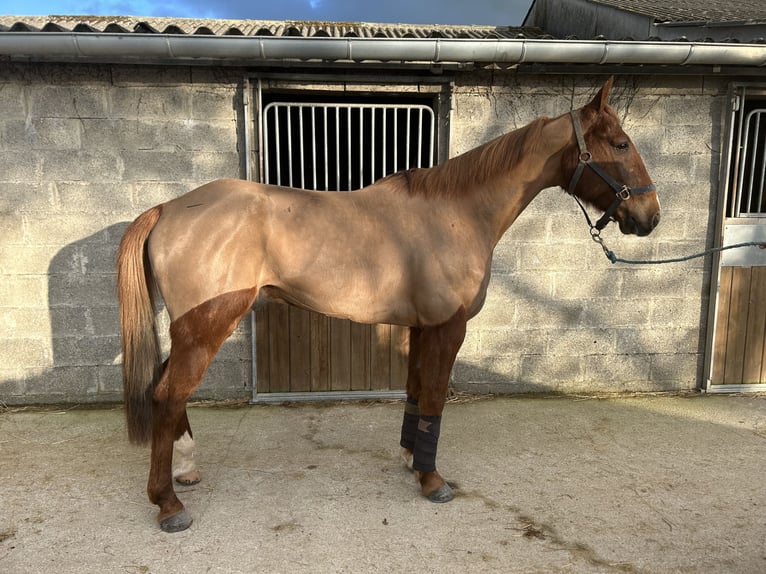 Trotón francés Caballo castrado 10 años 165 cm Alazán in Saint sauveur village
