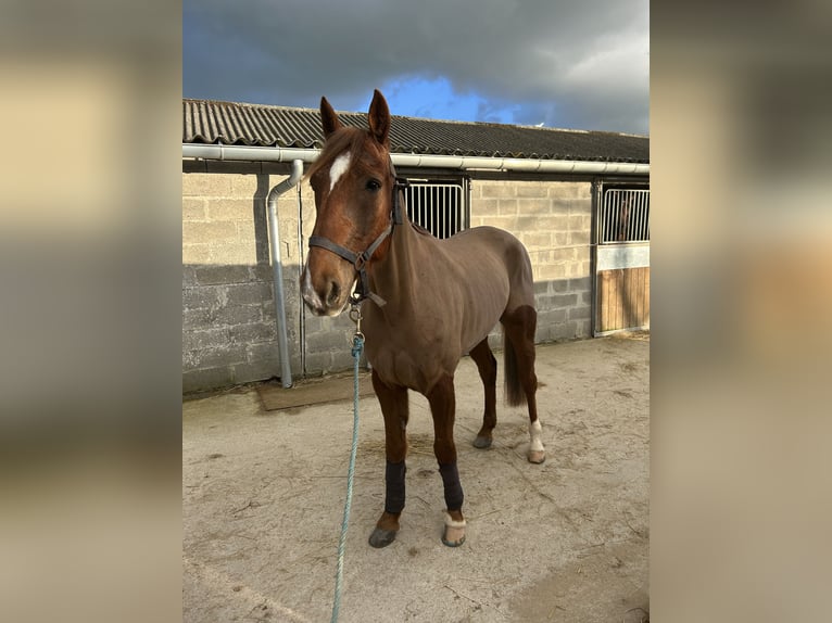 Trotón francés Caballo castrado 10 años 165 cm Alazán in Saint sauveur village