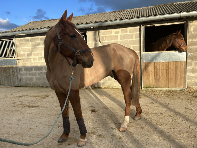 Trotón francés Caballo castrado 10 años 165 cm Alazán in Saint sauveur village