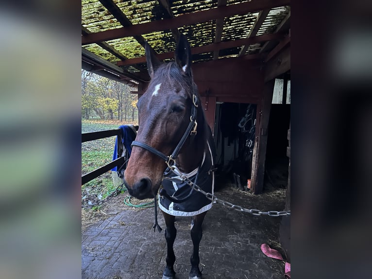 Trotón francés Caballo castrado 10 años 165 cm Castaño oscuro in Kellinghusen