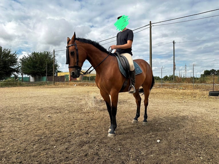 Trotón francés Caballo castrado 10 años 167 cm Castaño claro in Sevilla