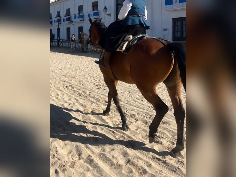 Trotón francés Caballo castrado 10 años 167 cm Castaño claro in Sevilla