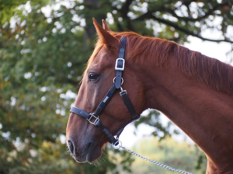 Trotón francés Caballo castrado 10 años 173 cm Alazán in Wustrow