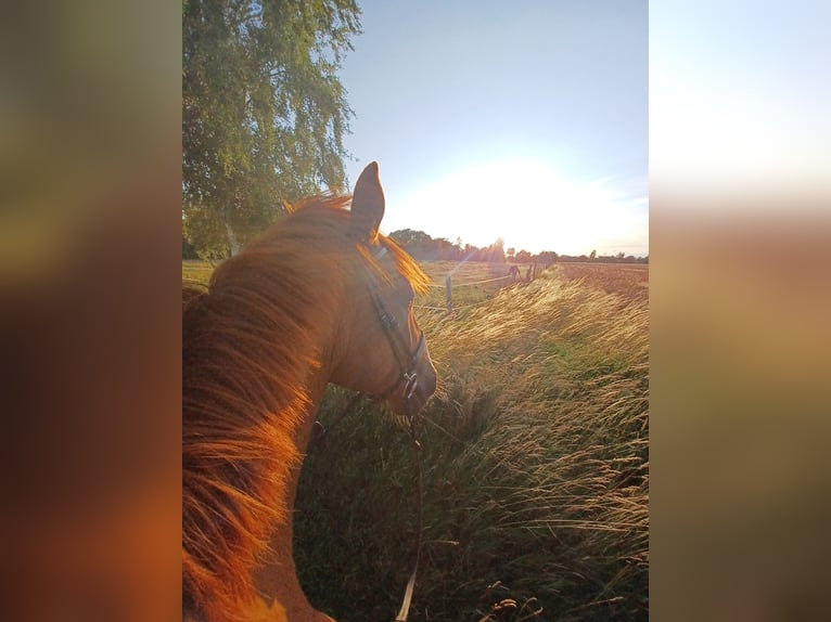 Trotón francés Caballo castrado 10 años 173 cm Alazán in Wustrow