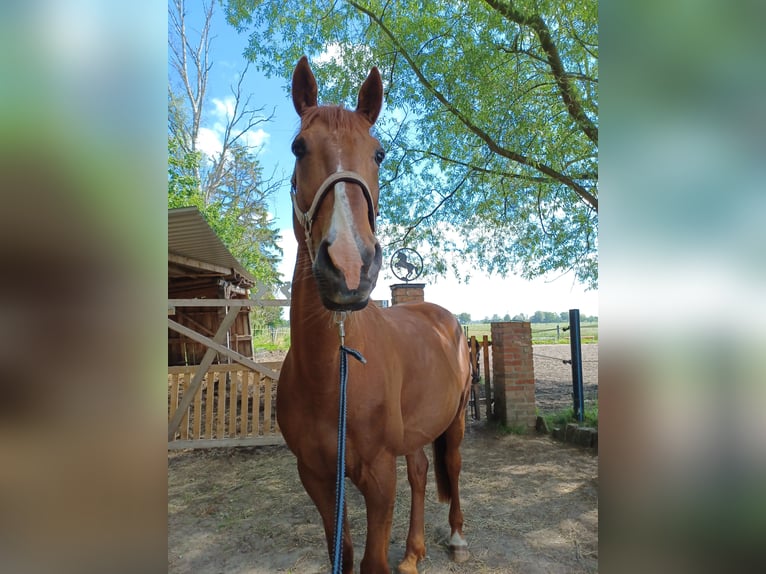 Trotón francés Caballo castrado 10 años 173 cm Alazán in Wustrow