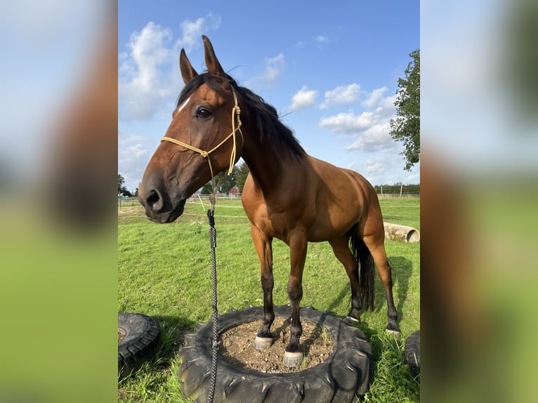 Trotón francés Caballo castrado 10 años 175 cm Castaño in Oostkamp