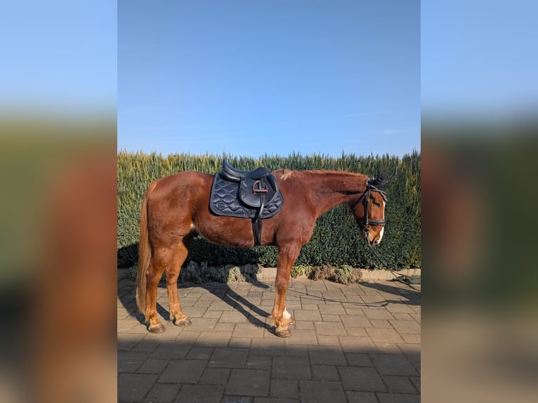 Trotón francés Caballo castrado 11 años 150 cm Alazán in Neuburg an der Donau