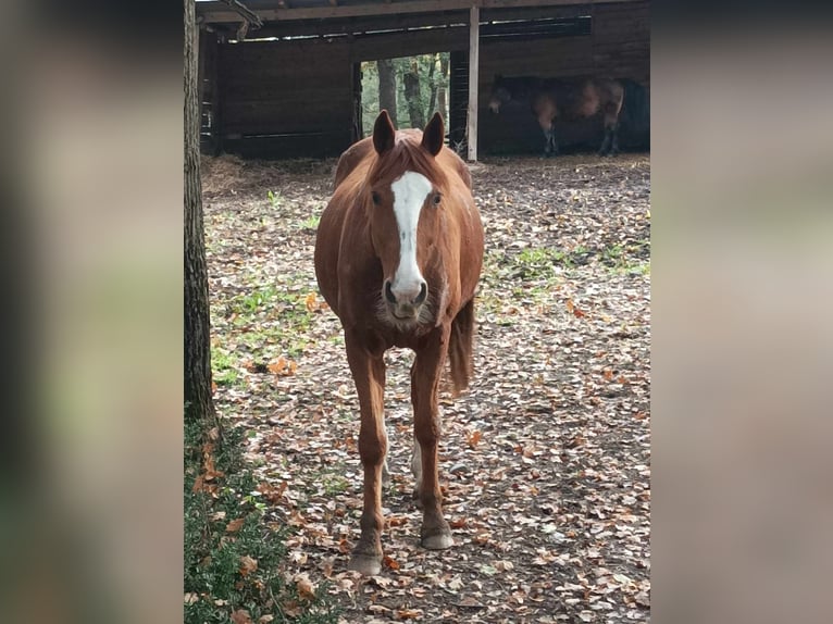 Trotón francés Caballo castrado 11 años 160 cm Alazán in cornebarrieu