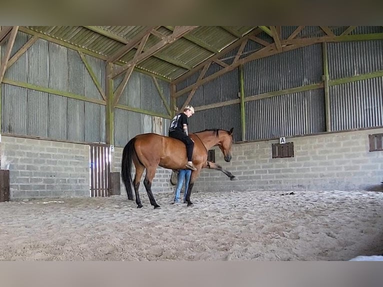 Trotón francés Caballo castrado 11 años 175 cm Castaño in Oostkamp
