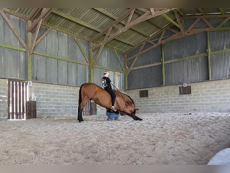 Trotón francés Caballo castrado 11 años 175 cm Castaño in Oostkamp