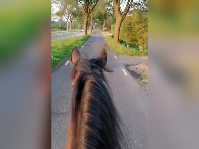 Trotón francés Caballo castrado 11 años in Nijeholtpade