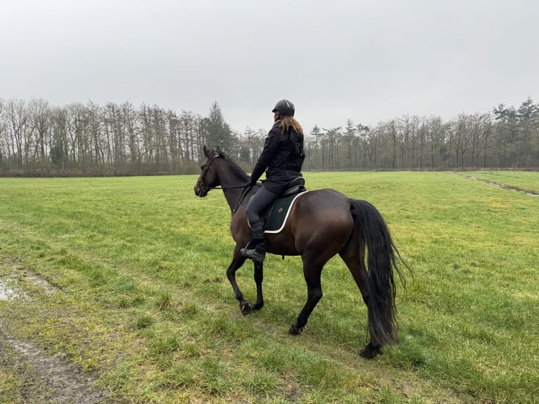 Trotón francés Caballo castrado 11 años in Nijeholtpade