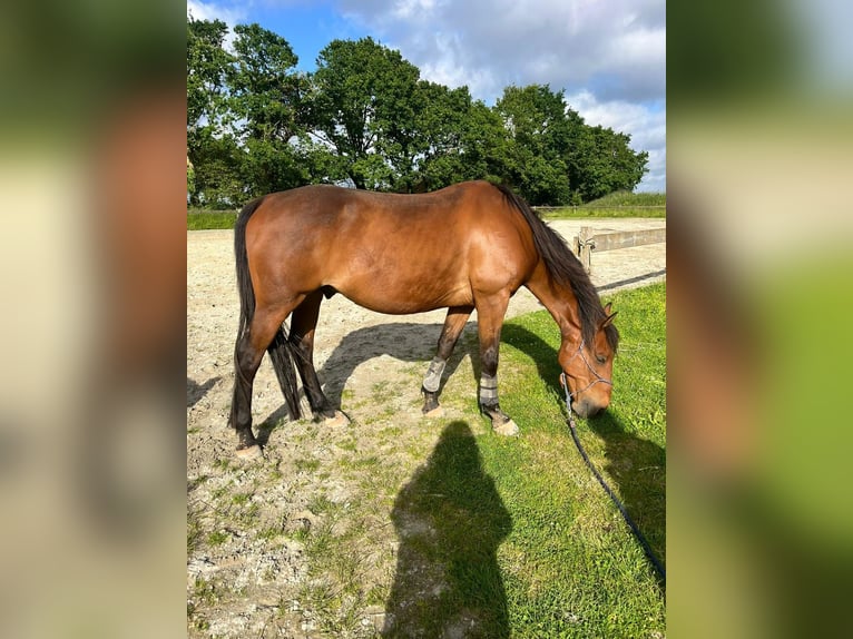 Trotón francés Caballo castrado 12 años 155 cm Castaño oscuro in Brest