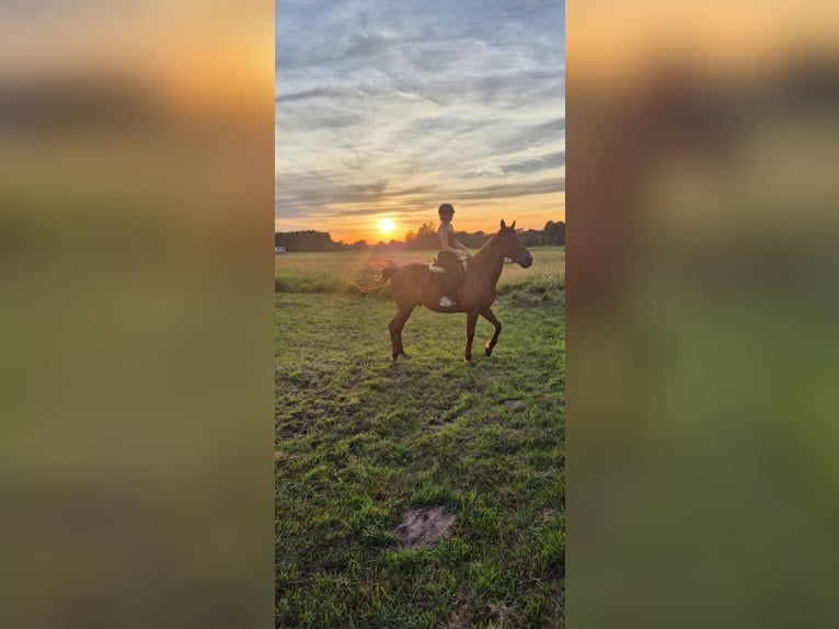 Trotón francés Caballo castrado 12 años 165 cm Alazán in skrzeszew