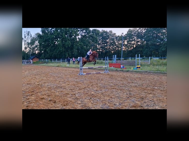 Trotón francés Caballo castrado 12 años 165 cm Alazán in skrzeszew