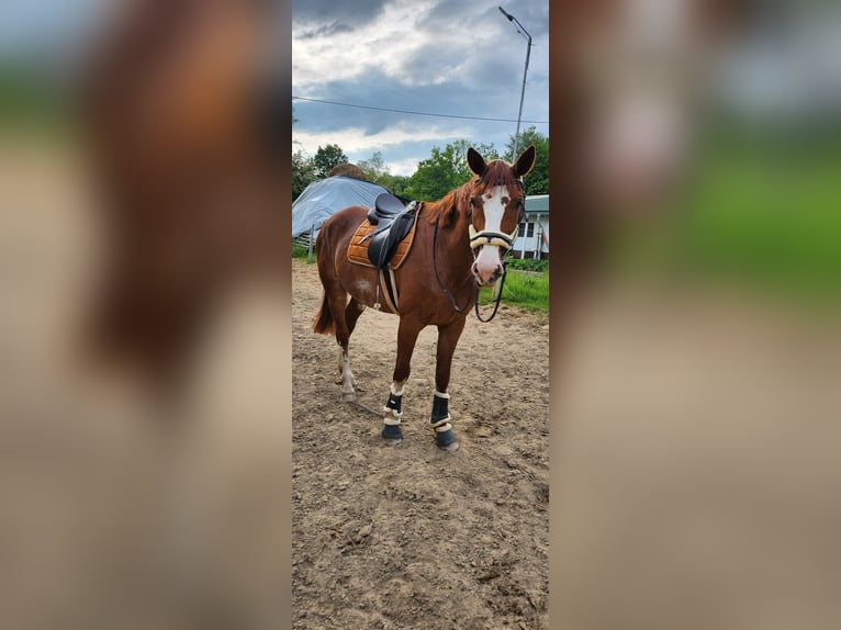 Trotón francés Caballo castrado 12 años 166 cm Alazán in Wadgassen