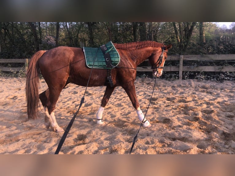 Trotón francés Caballo castrado 12 años 166 cm Alazán in Wadgassen