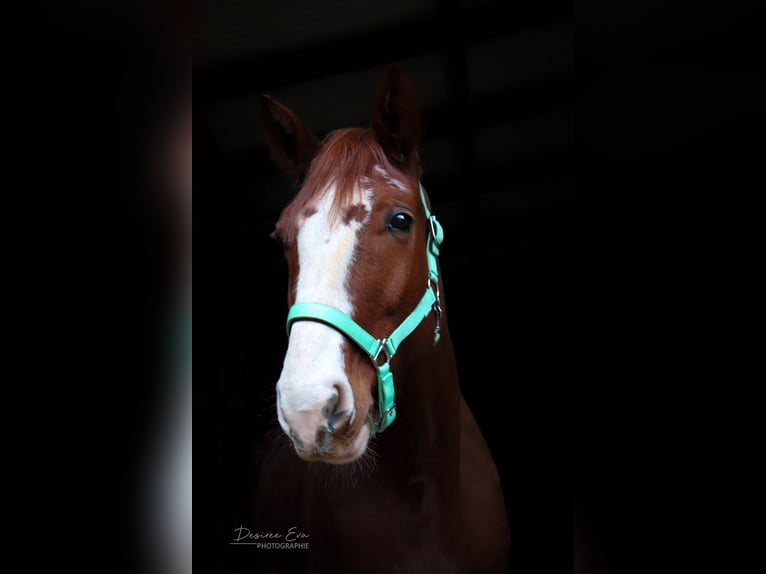 Trotón francés Caballo castrado 12 años 166 cm Alazán in Wadgassen