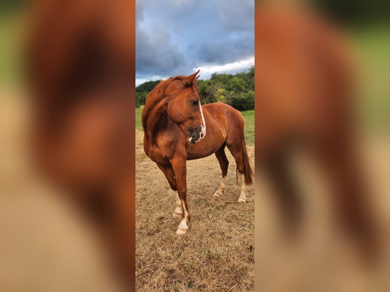 Trotón francés Caballo castrado 12 años 166 cm Alazán in Wadgassen