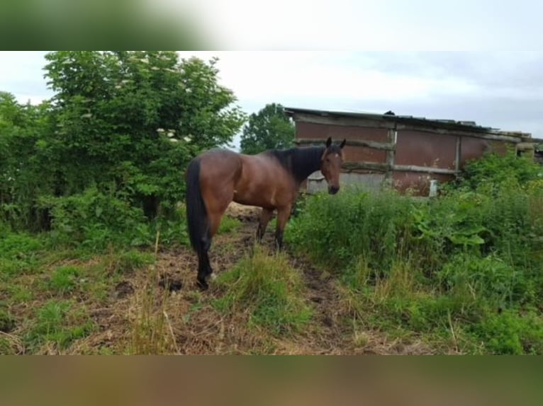 Trotón francés Caballo castrado 12 años 168 cm Castaño in Le Plessis-Pâté