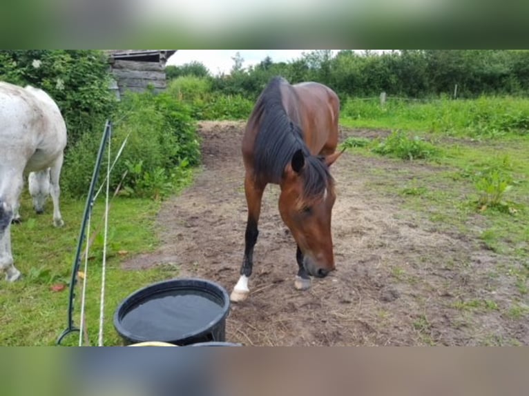 Trotón francés Caballo castrado 12 años 168 cm Castaño in Le Plessis-Pâté