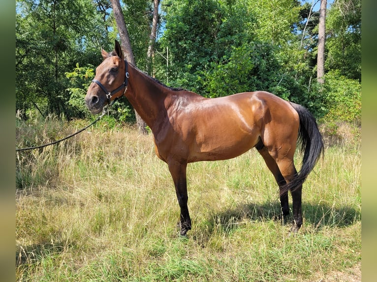 Trotón francés Caballo castrado 12 años 170 cm Castaño in Kevelaer