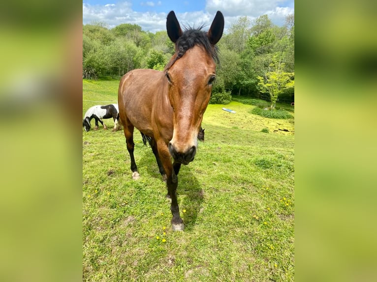 Trotón francés Caballo castrado 13 años 152 cm Castaño rojizo in WEXFORD