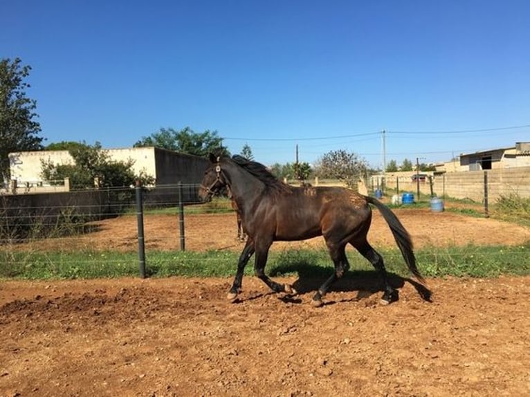Trotón francés Caballo castrado 13 años 160 cm in Chadeleuf