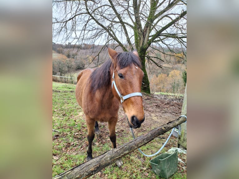 Trotón francés Caballo castrado 13 años 160 cm Castaño in Sarlat-la-Canéda