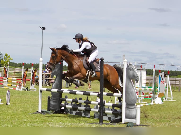 Trotón francés Caballo castrado 13 años 162 cm Castaño in Saint-Paul-lès-Dax