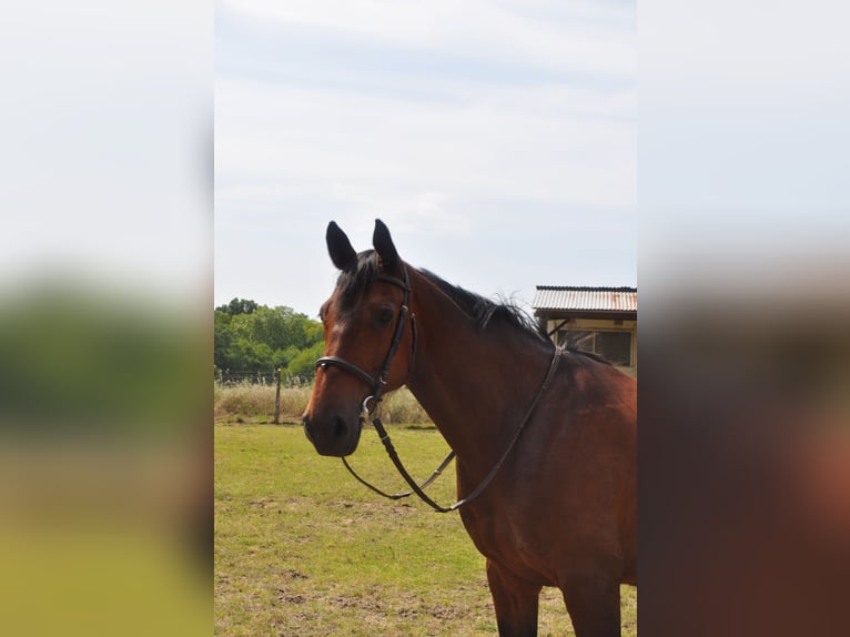 Trotón francés Caballo castrado 13 años 162 cm Castaño in Saint-Paul-lès-Dax