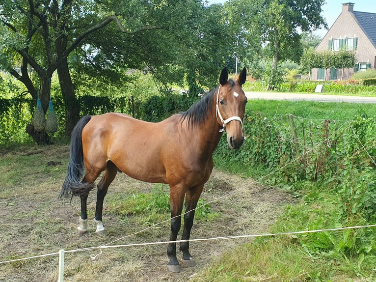 Trotón francés Caballo castrado 13 años 165 cm Castaño in Bantega